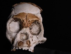 Heboh Penemuan Fosil Manusia Mini Berusia 240 Ribu Tahun