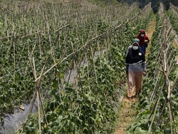 Mantan Gurandil Pongkor Hijrah Jadi Petani Sayur: Hidup Lebih Nyaman