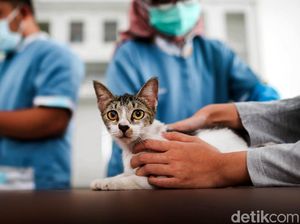 Awas, Kasus Gigitan Hewan Penular Rabies di DKI Meningkat! Paling Banyak di Sini Awas, Kasus Gigitan Hewan Penular Rabies di DKI Meningkat! Paling Banyak di Sini