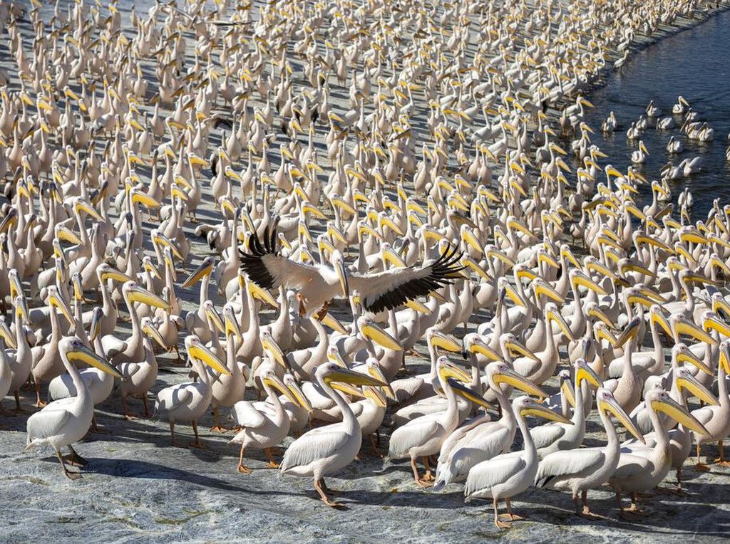 Ribuan Burung Pelikan Menyerbu Waduk di Israel, Ada Apa?