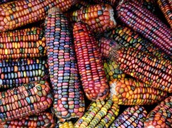 5 Fakta Jagung Pelangi, Tak Hanya Cantik Tapi Juga Kaya Nutrisi