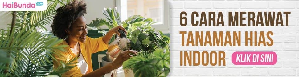 Tips for Caring for Indoor Ornamental Plants
