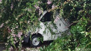 Foto-foto Mobil Tertimpa Pohon Tumbang di Bandung