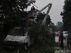 Bandung Diguyur Hujan Deras, 3 Pohon Tumbang