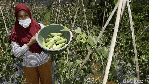 Potret Eks Gurandil Pongkor yang Alih Profesi Jadi Petani Sayur