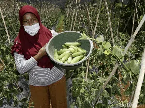 Potret Eks Gurandil Pongkor yang Alih Profesi Jadi Petani Sayur