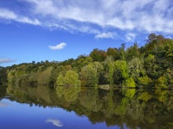 Sungai Thames London Dihuni Hiu Berbisa