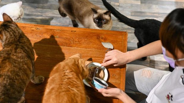 This picture taken on October 27, 2021 shows resident felines being fed with canned cat food containing silkworm pupae as its main ingredient at the Mao Thai Thai cat cafe in New Taipei City. - The 15 feline residents of the Mao Thai Thai cat cafe in Taiwan are among volunteer taste testers sampling a new cat food containing a rather unusual base ingredient -- silkworm pupae. (Photo by Sam Yeh / AFP) / TO GO WITH AFP STORY TAIWAN-CAT-FOOD-INSECT-OFFBEAT BY SEAN CHANG