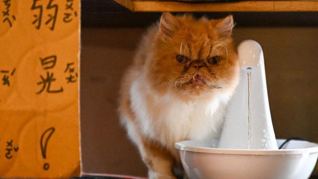 This picture taken on October 27, 2021 shows a resident feline by a drinking fountain at the Mao Thai Thai cat cafe in New Taipei City. - The 15 feline residents of the Mao Thai Thai cat cafe in Taiwan are among volunteer taste testers sampling a new cat food containing a rather unusual base ingredient -- silkworm pupae. (Photo by Sam Yeh / AFP) / TO GO WITH AFP STORY TAIWAN-CAT-FOOD-INSECT-OFFBEAT BY SEAN CHANG