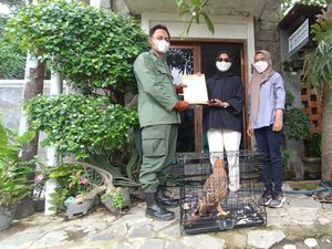 BBKSDA Jabar Selamatkan Elang Jawa yang Ditemukan Warga