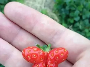 Unik! 10 Buah dan Sayur Ini Berbentuk Seperti Penis hingga Kupu-kupu