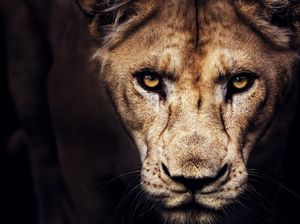 Bukan Singa yang Paling Ditakuti Hewan Sabana Afrika, Lalu Siapa? Bukan Singa yang Paling Ditakuti Hewan Sabana Afrika, Lalu Siapa?