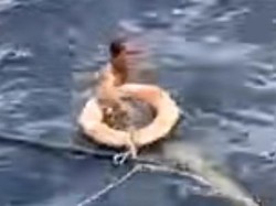 Viral Detik-detik Penyelamatan Pria Kebumen Terapung di Laut 2 Hari