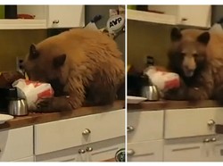 Beruang Ini Terobos Rumah Penduduk, Eh Malah Asyik Makan Ayam KFC