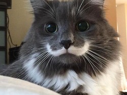 7 Cara Merawat Bulu Kucing Supaya Lebat dan Sehat