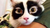 Kumpulan Potret Kucing Dengan Motif Bulu yang Unik