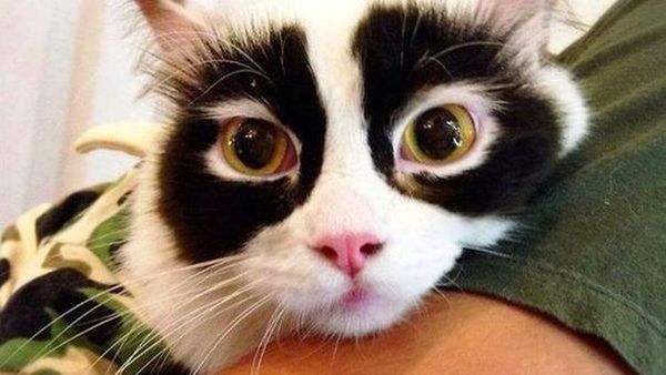 Kumpulan Potret Kucing Dengan Motif Bulu yang Unik