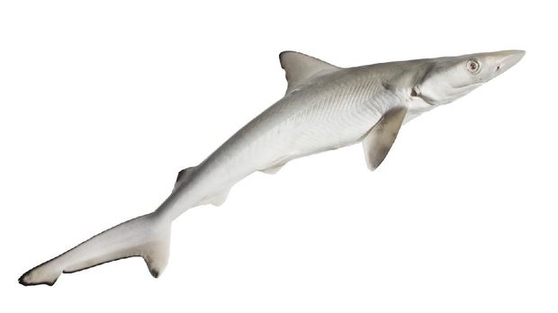 Ikan Hiu Spurdogs The spiny dogfish, spurdog, mud shark, or piked dogfish isolated on white background