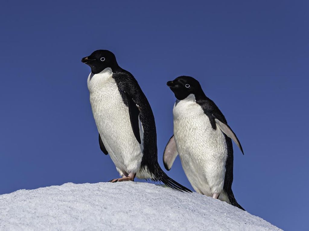Mengapa Tubuh Penguin Berwarna Hitam Putih? Ternyata Ini Fungsinya