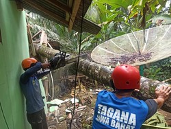 Diguyur Hujan Deras, Pohon Tumbang Timpa Satu Rumah di Pangandaran