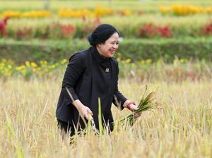 Usai Hujan-hujanan Bareng Petani, Puan Panen Padi di Banyuwangi