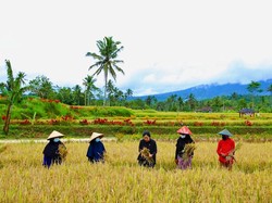 Obrolan Hangat Puan dengan Petani di Banyuwangi Saat Panen Padi