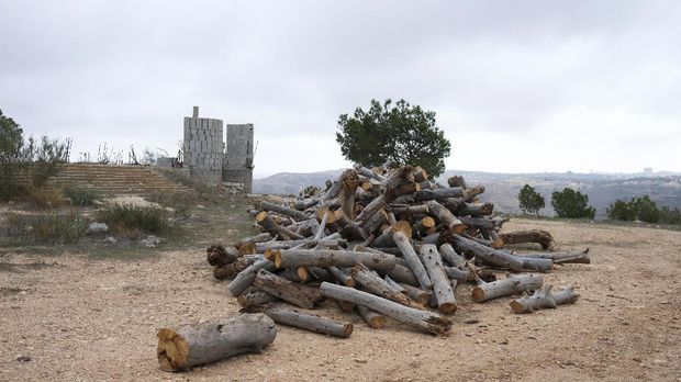 Taman Ashaafean, Cagar Biosfer Libya yang Terancam Illegal loggings are pictured at the natural Ashaafean park, Libyan's first and only UNESCO listed biosphere reserves, which local conservators say is threatened by increasing wildfires, pollution, war, and overall neglect, in Msallata, Libya, November 9, 2021. Picture taken November 9, 2021. REUTERS/Nada Harib