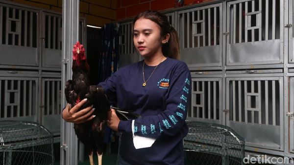 Cerita Pembalap Ternak Ayam Jago, Raup Belasan Juta Per Bulan
