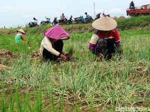 Senyum Kecut Petani Bawang Merah