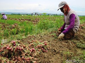 Harga Bawang Merah Anjlok Jadi Rp 5 Ribu/Kg, Petani Menjerit