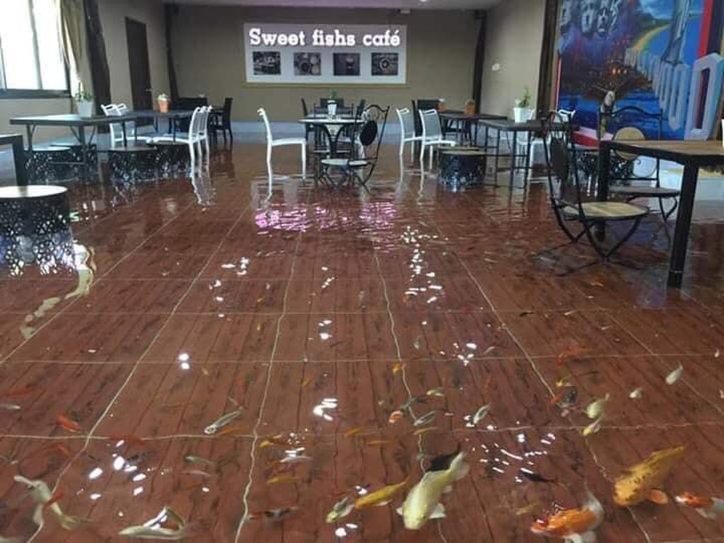 Kafe Ini Tawarkan Sensasi Makan di Dalam Kolam Ikan Koi Kafe Ini Tawarkan Sensasi Makan di Dalam Kolam Ikan Koi