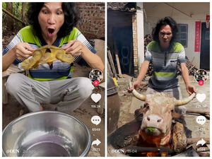 Spesialis Makanan Ekstrem, Pria Ini Masak Bulus dan Kepala Sapi! Spesialis Makanan Ekstrem, Pria Ini Masak Bulus dan Kepala Sapi!