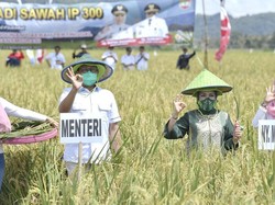 Panen Padi di Sumsel, Mendes Ajak Petani Perkuat Ketahanan Pangan