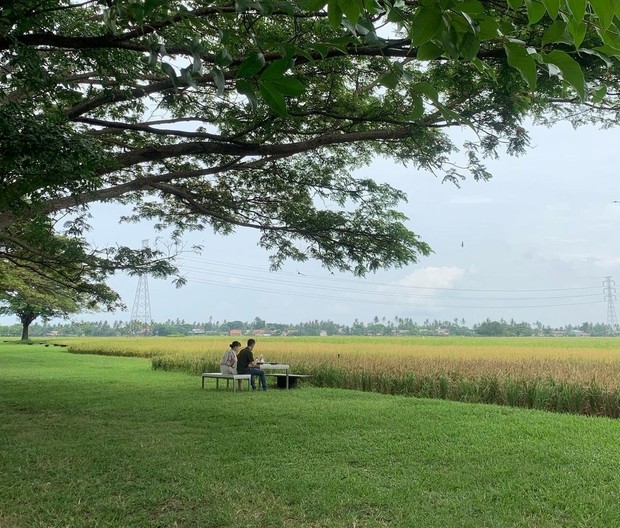 Padi-padi/Foto: Instagram.com/padipadi.official tempat healing