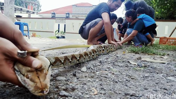Ditangkap Warga, Ular Piton 3 Meter Ini Benar-benar Tak Berdaya