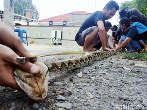 Ditangkap Warga, Ular Piton 3 Meter Ini Benar-benar Tak Berdaya
