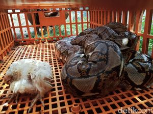 Ilmuwan: Ular Piton Bisa Jadi Pengganti Daging