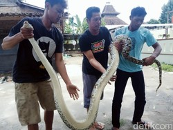 Apa Betul Populasi Ular Lebih Banyak saat Musim Hujan? Ini Kata Peneliti