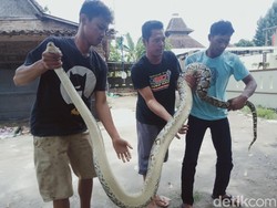 Cerita Warga Klaten Soal Teror Ular Piton di Kampungnya
