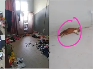 Viral Rumah Ditinggalkan Penyewa, Pas Dibuka Bikin Syok, Ada Bangkai Kucing