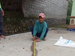 Ular Piton 3 Meter Ini Disergap Saat Akan Lahap Entok di Klaten