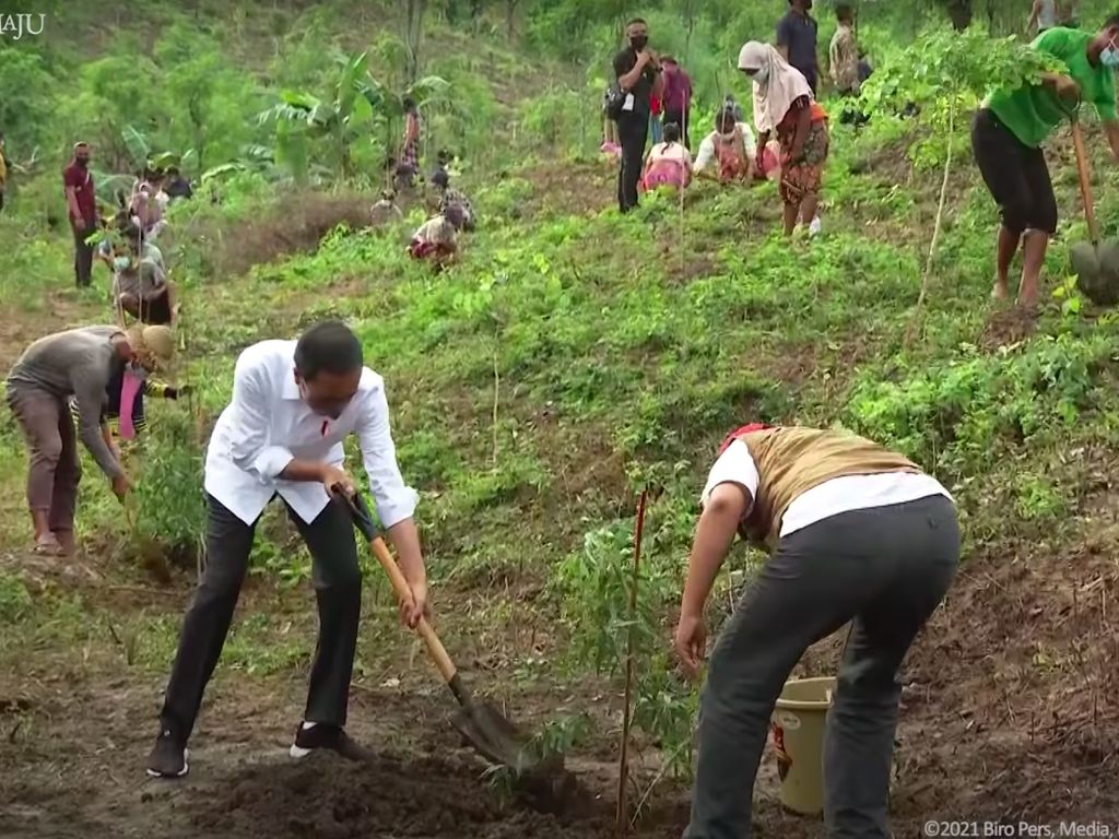 Jokowi Tanam Pohon di NTB: Pelihara agar Tidak Longsor, Tidak Banjir