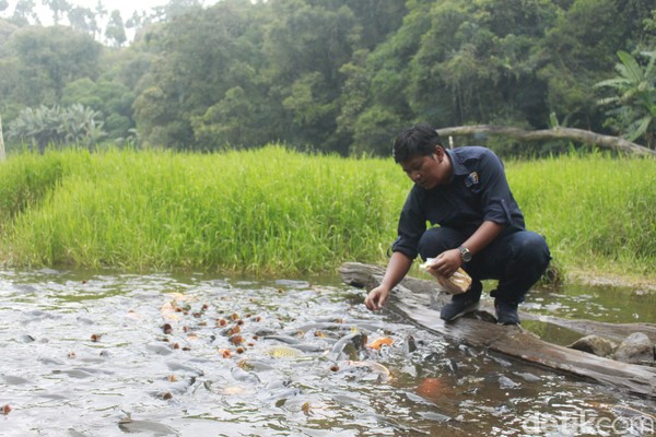 Telaga Ranjeng yang dipenuhi ikan ini berada di kaki Gunung Slamet tepatnya di Desa Pandansari, Kecamatan Paguyangan. Lokasinya berada di ketinggian 1.200 Mdpl (meter di atas permukaan laut). Telaga Ranjeng yang dipenuhi ikan ini berada di kaki Gunung Slamet tepatnya di Desa Pandansari, Kecamatan Paguyangan. Lokasinya berada di ketinggian 1.200 Mdpl (meter di atas permukaan laut).
