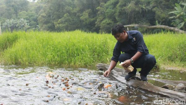 Telaga Ranjeng Berisi Ribuan Ikan Jinak, Tapi Tak Ada yang Berani Ambil