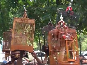 Cit-cit-cuit, Melihat Keseruan Lomba Burung Kicau di Semarang