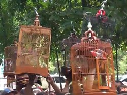 Cit-cit-cuit, Melihat Keseruan Lomba Burung Kicau di Semarang