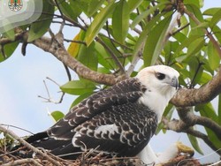 Dia Suka Mencuri Ayam Warga Kampung, Permata Terbang dari Flores