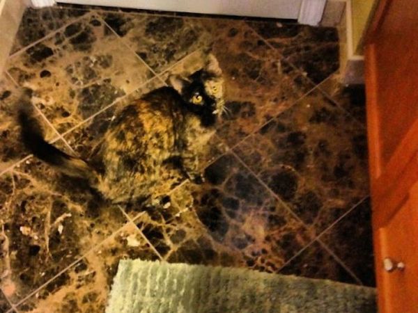 Awas Siwer! Foto Kamuflase yang Sulit Ditebak