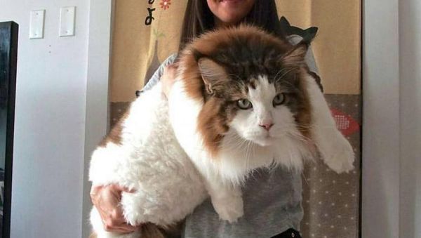 Deretan Penampakan Kucing Punya Ukuran Tubuh Jumbo