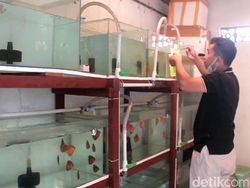 Hobi Bawa Cuan, Ikan Diskus Bikin Karyawan di Pasuruan Jadi Jutawan